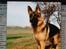 Schæferhund Dalton