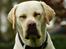 Labrador retriever Tiko