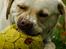 Labrador retriever Tiko