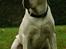 Labrador retriever Tiko