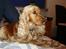 Cocker spaniel donna - ligger og slapper lidt af!<3