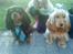 Cavalier king charles spaniel Johnny - Så er Donna og Johnny til bryllup :b
Foto: Mig ;)