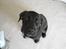 Labrador retriever Thor