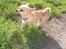 Chihuahua Hugo