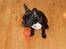 Fransk bulldog Tulle