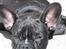 Fransk bulldog Tulle