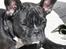 Fransk bulldog Tulle