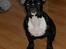Fransk bulldog Tulle