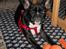 Fransk bulldog Tulle