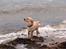 Blanding af racer Gizmo (Golden/labrador) - En tur ved vesterhavet