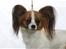 Papillon Emma
