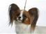 Papillon Emma