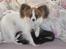 Papillon Emma