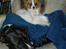 Papillon Emma