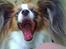 Papillon Emma