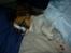 Papillon Emma