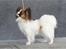Papillon Emma