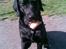 Labrador retriever dex