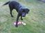 Labrador retriever dex