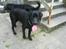 Labrador retriever dex