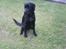 Labrador retriever dex