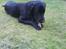 Labrador retriever dex