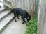 Labrador retriever dex