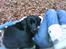 Labrador retriever dex - med i skole