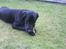Labrador retriever dex