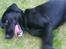 Labrador retriever dex
