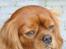 Cavalier king charles spaniel Anton - Dejlig mild kærlige Anton 