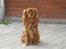 Cavalier king charles spaniel Anton - Har lige overblikket 