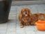 Cavalier king charles spaniel Anton - kan lige tage det med ro