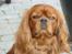 Cavalier king charles spaniel Anton - Ser lige om jeg kan få lidt godt ,når jeg nu sidder så pænt og venter