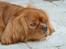 Cavalier king charles spaniel Anton - Nå men kan da også lige slappe af lidt imends jeg venter