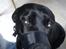 Blanding af racer Laika *R.I.P*