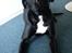 Blanding af racer Laika *R.I.P*