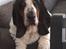 Basset hound Holger