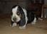 Basset hound Holger - Før vi fik ham - 5 uger gammel