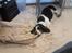 Basset hound Holger - med mor på arbejde igen - 5½ måned