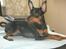 Dvaergpinscher Ollie
