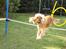 Cocker spaniel donna - min lille jumber<3