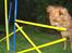 Nova scotia duck tolling retriever charlie - 10)springning i mørke.. wee:D