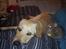 Labrador retriever Buddy - buddy og min kat camena :) 