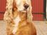 Cocker spaniel Janus - Janus oktober 2010