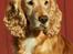 Cocker spaniel Janus - Janus oktober 2010