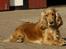 Cocker spaniel Janus - Søde Janus