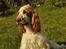 Cocker spaniel Nuggi - Han er da skøn