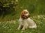Cocker spaniel Nuggi - smukke Nuggi musen