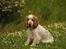 Cocker spaniel Nuggi - Hov hvorfor skal jeg bare sidde stille her